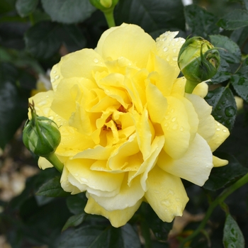 Rosa 'Toulouse Lautrec'