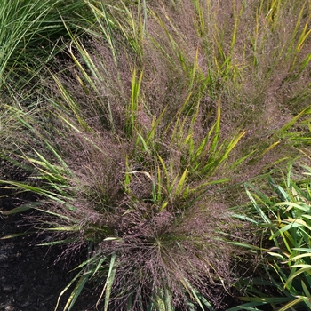 Eragrostis spectabilis