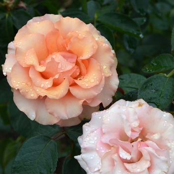 Rosa 'Sunstruck'