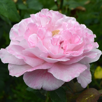 Rosa 'Sweet Surrender'