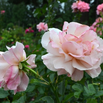 Rosa 'Catalina'