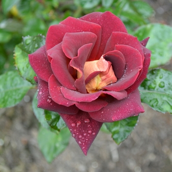 Rosa 'Dark Night™'