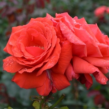 Rosa 'Fragrant Cloud' TANellis