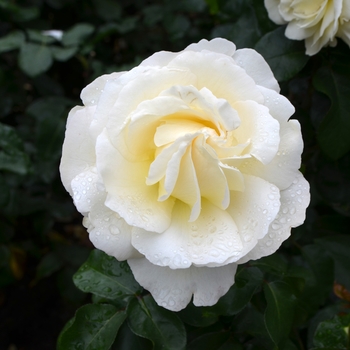 Rosa 'La Perla'