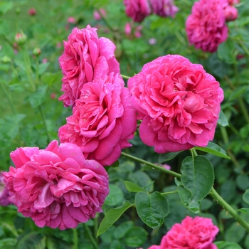 Rosa 'Lady of Megginch' AUSvolume