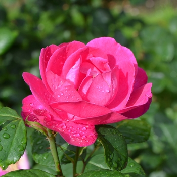 Rosa 'Purple Heart'