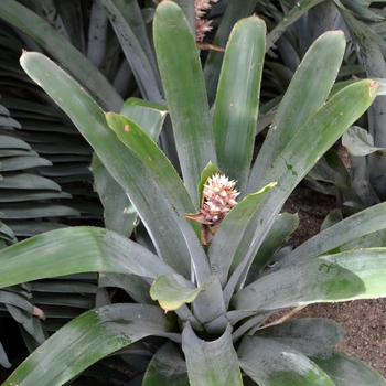 Aechmea chantinii x rubens 'Little Harv'