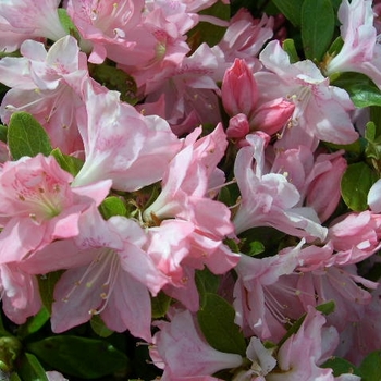 Rhododendron Kurume hybrid 'Pink Pearl' 