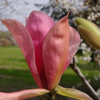 Magnolia 'Daybreak' 