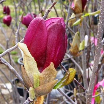 Magnolia liliflora 'Nigra' 