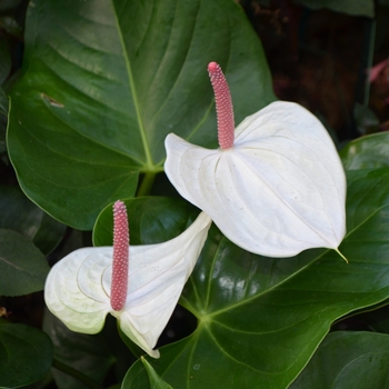 Anthurium 'White Heart'