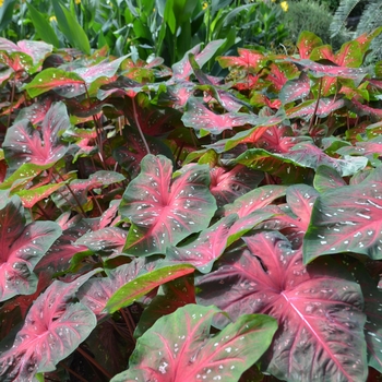 Caladium x hortulanum 'Red Flash'