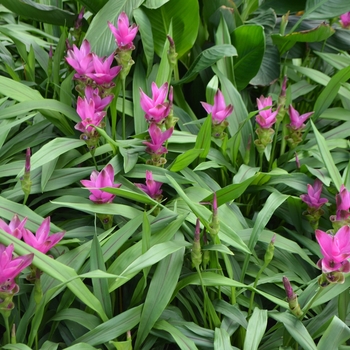 Curcuma alismatifolia