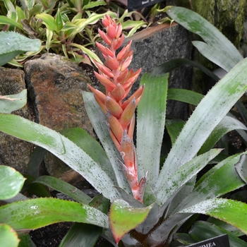 Aechmea 'Tropic Torch'