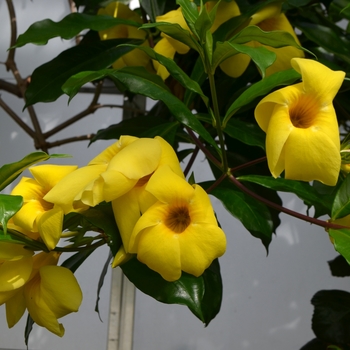 Allamanda neriifolia