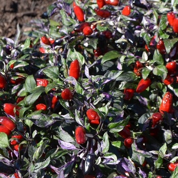 Capsicum annuum 'Calico' 