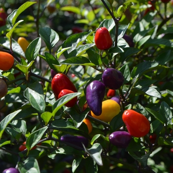 Capsicum annuum 'Chinese Five Color' 