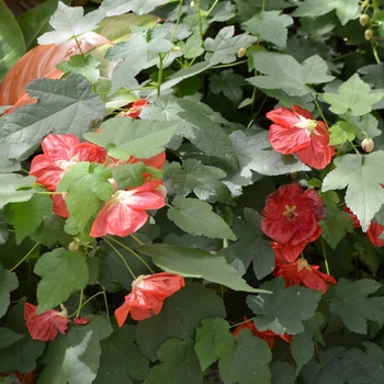 Abutilon 'Bella Deep Coral' (062504)