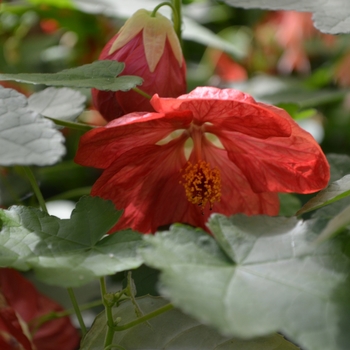 Abutilon 'Bella Deep Coral' (062506)