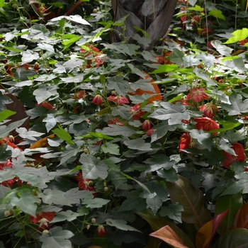 Abutilon 'Bella Deep Coral'