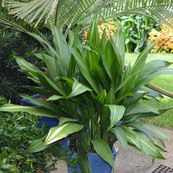 Aspidistra elatior 'Goldspike'