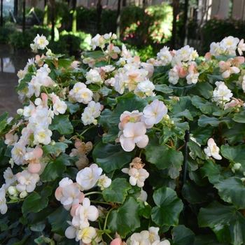 Begonia 'Emily Clibran' 