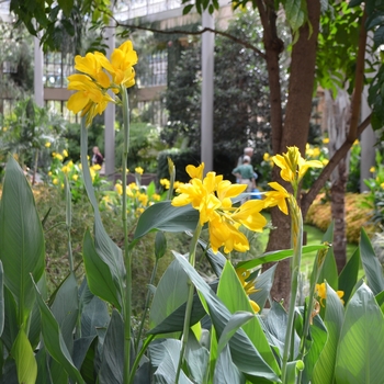 Canna 'Lemon Drop'