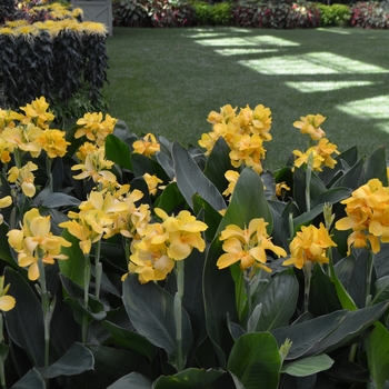 Canna x generalis 'Tropical Yellow' 