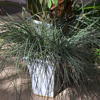 Chondropetalum tectorum