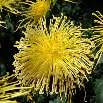 Chrysanthemum x morifolium 'Kishinonishi' 