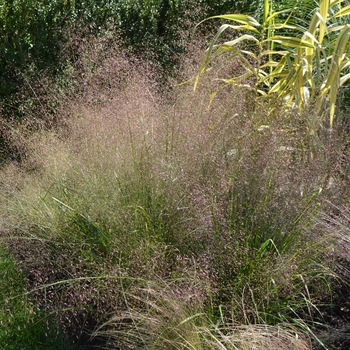 Eragrostis trichodes 