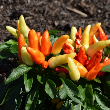 Capsicum annuum 'Hocus Pocus' 