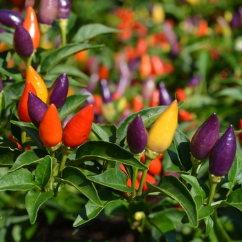 Capsicum annuum 'Garda Tri-Color' 