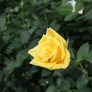 Rosa 'Gran Dorado' (062574)