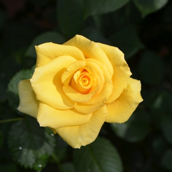 Rosa 'Gran Dorado'