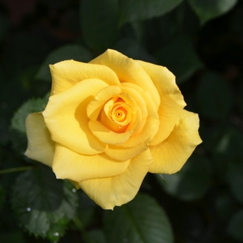 Rosa 'Gran Dorado' Schifour