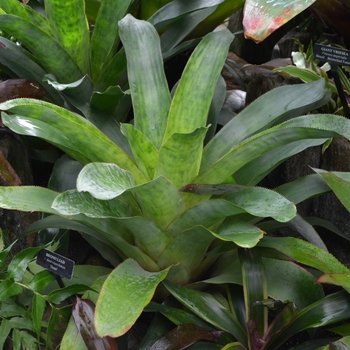 x Androlaechmea 'Dean' 