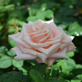 Rosa 'Tombola'