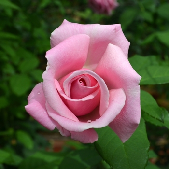 Rosa 'Memorial Day™' WEKblunez PP16,572