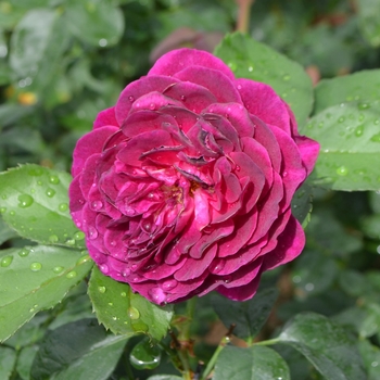 Rosa 'Ebb Tide™'