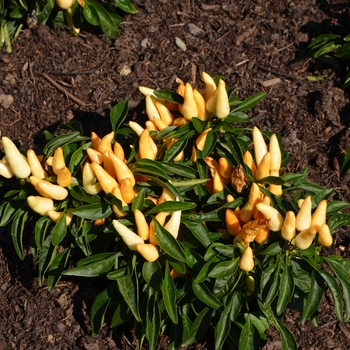 Capsicum annuum 'Peppa Blanca-Rose' 