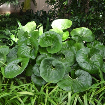 Farfugium japonicum 'Giganteum'