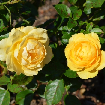 Rosa 'WEKvossutono' 