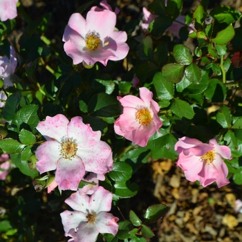 Rosa 'Bubblicious' JACplenty