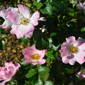 Rosa 'Bubblicious' (062625)