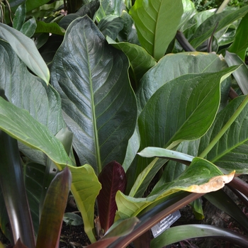 Anthurium jenmanii 