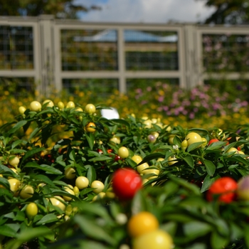 Capsicum annuum 'Peppa Orangina' 