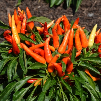 Capsicum annuum 'Peppa Pepperoni' 