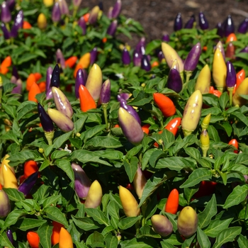 Capsicum annuum 'Peppa Purple-Tangerine' 