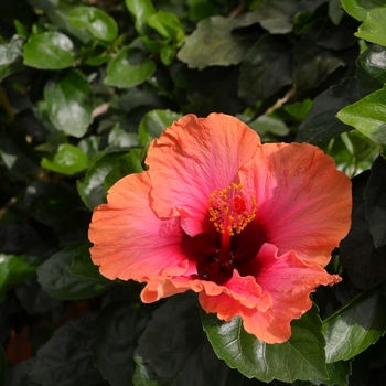 Hibiscus rosa-sinensis 'Erin Rachel' 